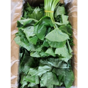 [평일2시이전주문당일발송]25년 국내산 곰취나물&곤달비 강원도 인제군 곰취, 1kg, 1박스