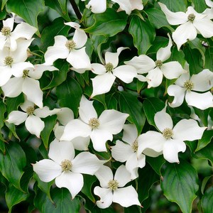 산딸나무 산딸 묘목 나무 특묘 2년생, 1개, 산딸나무 2년생 특묘