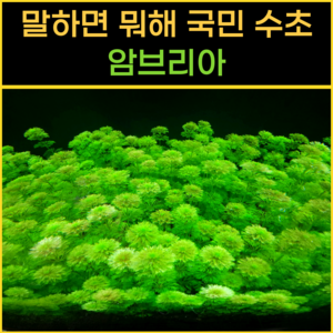 [물풀정원] 달팽이 100% 없는 청정수초 암브리아 10줄기 수질정화 수초키우기 구피 베타 물고기 새우 은신처, 1개