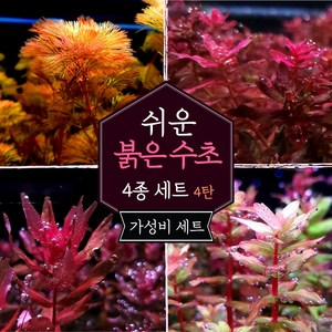 [미초] 키우기 쉬운 붉은 수초 4종 초보수초세트 [4탄] (카붐바/마크란드라레드/스몰리프/카라디) / 초보자용 수초 / 수초 세트 / 구피 수초