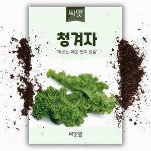 청겨자 씨앗 (1000립) 쌈채소씨앗 톡 쏘는맛이 일품, 1개