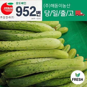 <해돋이농산> 국내산 다다기오이 백다다기오이 백오이 지오이 못난이 상품 15개 30개