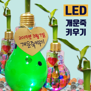 [두두엠] LED 반짝반짝 개운죽 키우기 [5인세트], 단품