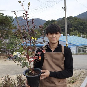 블루베리나무 묘목 4.5년생 레카 브리지타 듀크 뉴하노버 레가시, 1개
