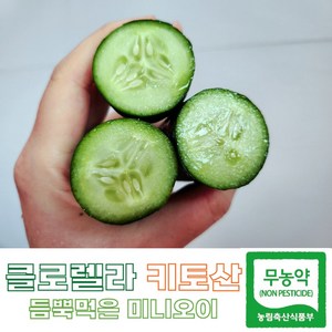 친환경 무농약 인증 클로렐라 명품 미니오이 [원산지:작품정보참조], 1개, 1.5kg *