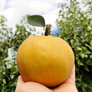 [엄지척농산물] 나주배, 1박스, <가정용>5kg 5-7과” loading=”lazy” style=”width: object-fit; max-width: 100%; max-height: 300px; display: block; margin: 0 auto;”>
        </div>
<div style=