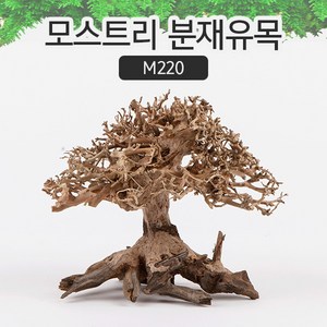 모스트리 분재 유목 수조장식 M220, 1개