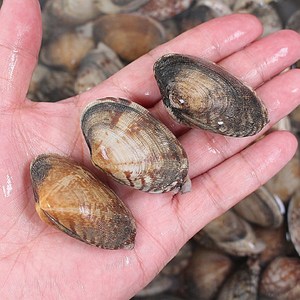 당일어획 제철 남해안 자연산 해감 활 바지락 1kg, 1개