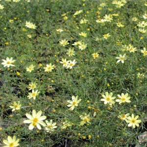 문빔 [4포트] (복남이네 야생화 모종 숙근 애기 코스모스 코레옵시스 coreopsis), 1개