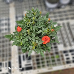 무배특가 식물공장 미니장미 사계장미 월동장미 중품 반려야생화 25-35cm 99, 1개
