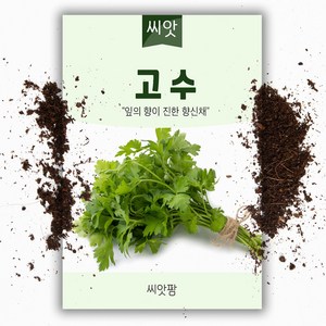 고수씨앗 (300립) 고수키우기 향채 샹차이 CORIANDER 코리앤더 씨 종자, 1개