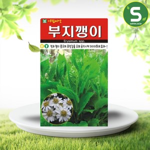 솔림텃밭몰 부지깽이씨앗 100립 부지깽이 섬쑥부쟁이 다년초, 1개