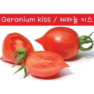 제라니움 키스 Geanium kiss 희귀 난쟁이 키작은 토마토 수경재배 앉은뱅이 토마토 교육용 체험용키우기 세트