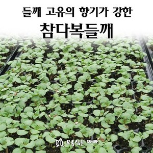 [모종심는아빠] 들깨 고유의 향기가 강한 참다복 들깨모종 128구(들기름용), 1개