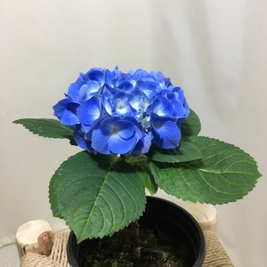 [해피그린 화원] [봄꽃한정수량] (블루수국) 청수국 꽃수국 봄꽃 반려식물 인테리어식물 공기정화식물 식물 089 화원 농원, 1개