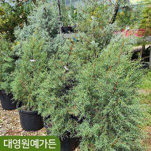 블루아이스 H1.2m H1.5m 엘사트리 크리스마스트리 상록수 은청색 측백나무, 1개, 키120cm 흙분(포트제외)