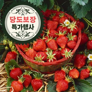 오라밀농장 고당도 프리미엄 설향 생딸기, 1kg(60~80과), 1개