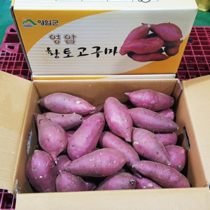 영암 명품 꿀고구마, 3kg(특), 1개