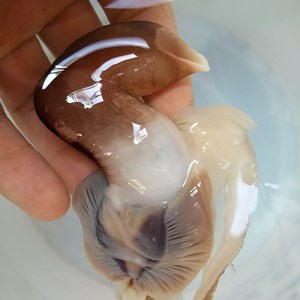 [쫄깃달큰] 국산 손질새조개 여수 새조개 특등품, 손질새조개 특품(500g), 1개