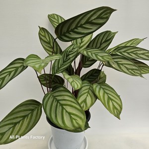 식공 칼라데아 세토사 중품 공기정화 반려식물 30-50cm 99, 1개