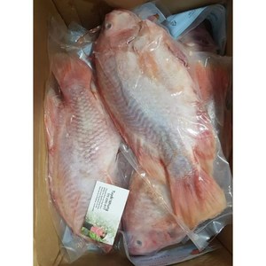 냉동 생선/ 레드 틸라피아/ RED THILAPIA/ CA DIEU HONG 700g 내외, 1개