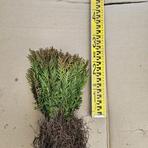 (연세원예) 부시측백(둥근측백) 묘목 10주 / 생명력 강한, 1개, 갯수