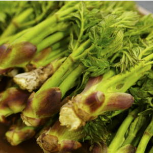 [극소량한정] 특품 자연산 참두릅 산지직송, 1개, 500g