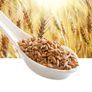 카무트 쌀 2kg 카무트밥 하기 당뇨 다이어트 식이섬유 기능성 골드 쌀 효능 홈쇼핑 다이어트하기
