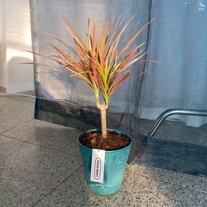 드라세나 마지나타 레인보우 이국적인 식물 공기정화 식물, 01 아트스톤 17호 플분(핑크/받침없음), 1개
