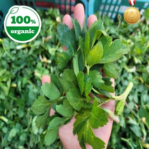 [수라농원] 국산 금오도 방풍 나물 산지직송, 1박스, 1kg