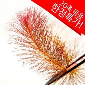 로탈라 왈리키 (20촉 묶음), 20개