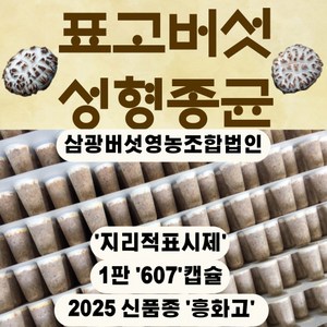 25년 신품종 '흥화고' 표고성형종균 흥화고 표고종균 백화고버섯 1판 607구, 표고성형종균 1장