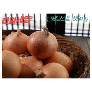 [산지직송 당일수확] 더농가현 햇양파 고품질 선별 저렴한 양파, 양파 10kg 중 (개당 100g-150g), 1개