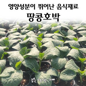 [모종심는아빠] 영양성분이 뛰어나 여러음식에 사용되는 땅콩호박 모종, 모종3개, 1개