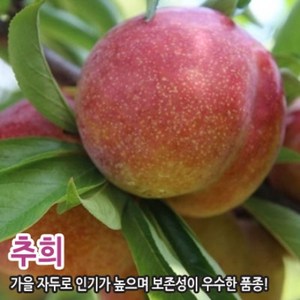 자두나무 묘목 접목1년생 맛있는 자두, 추희 특묘, 1개