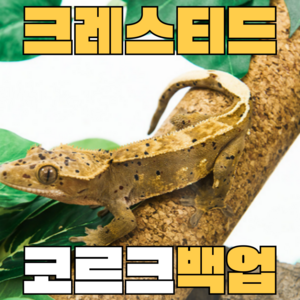 주스터디 크리스티드 게코 백업 코르크, 18.5cm, 1개