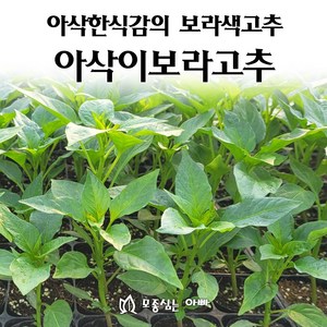 [모종심는아빠] 아삭한식감의 보라색고추 아삭이보라고추, 1컵, 1개