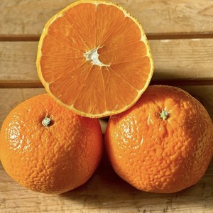 [불만족무료반품] 고당도 탐라향 진지향 진지휘 2.5kg 4.5kg 9kg, 탐라향 2.5kg (혼합)