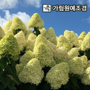 목수국나무 묘목 라임라이트 키80cm 개화주 서산조경마켓, 1개