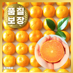 [재구매율1위] 우수품질 고당도 제주감귤 귤, 1개, 3kg (L~2L)