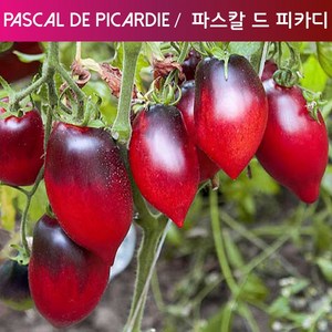 파스칼 드 피카디 Pascal De Picadie 달콤하고 희귀토마토 긴토마토 씨앗 교육 체험용, 1개