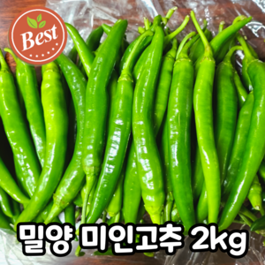 [당일재배] 밀양 미인 풋고추 당뇨에 좋은 아삭 미인고추, 1박스, 2kg