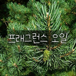 엔피솝 파인(Pine) 프래그런스오일 1L/인공향 캔들 디퓨저 방향제, 1개