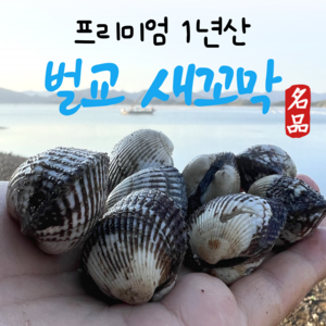 꼬막 특대 전국최저가(노마진) 특대 소량판매 청정갯벌 벌교꼬막 + 특품 산지직송, 1개, 0) 3kg (대+중)