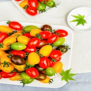 스테비아 컬러대추방울 토마토 500g + 500g, 1개, 500g+500g