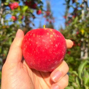 아삭하고 고당도 미니 꿀사과 특품사과 천홍 사과 미니사과, 2kg(특품,80~100g), 1박스