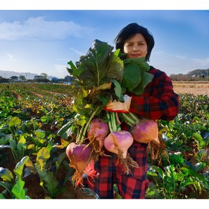 (최상품) 꿀 순무(무청별도서비스) -5kg 10kg 18kg., 18kg, 1개