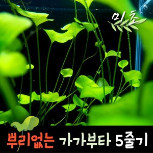 [미초] 타이완 가가부타 수초 5촉 (뿌리X) / 유경 수초 / 레이아웃 / 어항 수초, 5줄기 세트 (뿌리 X), 1개