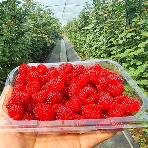 영태네농산물] 품질보증 국내산 산딸기(생과), 1박스, 250g x1팩