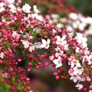 설류화(설유화) (7치화분) [우림원예 가든센터], 1개